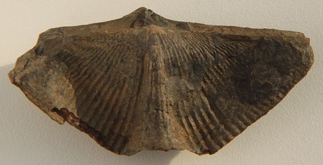 Cyrtospirifer verneuili. Photograph: Dwergenpaartje via Wikimedia Commons