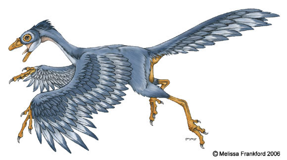 Archaeopteryx drawn by Melissa Frankford