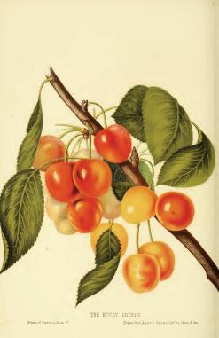 Cherries by Charles Mason Hovey, via Wikimedia