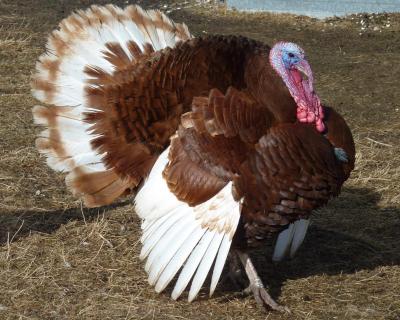 A Turkey