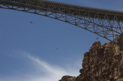 Condors soar around Navajo Bridges