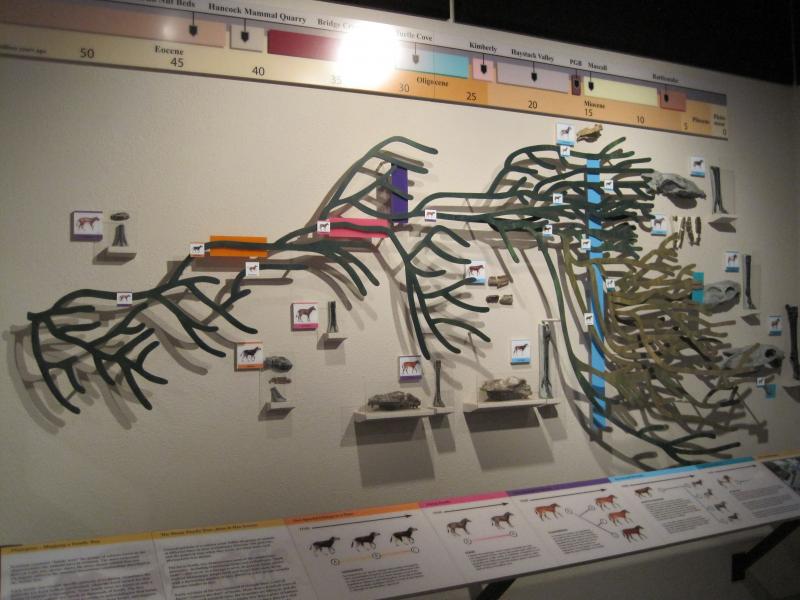That's not a straight line! This display at the Thomas Condon Paleontology Center near Kimberly, Oregon shows just how diverse the Equidae family tree is. (Photo courtesy of Mark Terry)