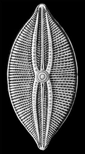 Ernst Haeckel's drawing of a diatom, from Kunstformen der Natur'' (1904)