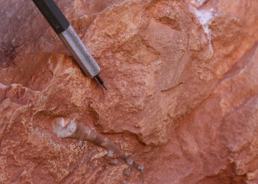 crinoid and bryozoan, Redwall Cavern, Grand Canyon