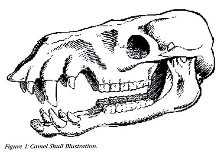 Figure 1: Camel Skull Illustration