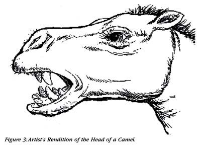 Figure 3: Artist's Rendition of the Head of a Camel