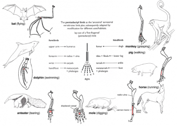 Diagram showing how the pentadactyl (five-fingered) limb is adapted for a variety of habitats by different animals, including bats for flying, dolphins for swimming, moles for digging, anteaters for tearing, horses for running, pigs for walking, and monkeys for grasping