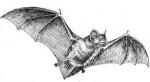 A bat: from Wikicommons