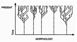 The Neocreationist orchard: "Figure:4 A polyphyletic (orchard) view: branching within major groups, but no connections between them." EE, p. 10.