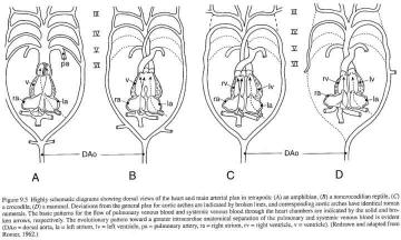 Different kinds of 4-chambered hearts: The lineage leading to crocodiles evolved a four-chambered heart along a different pathway than mammals, keeping both systemic arches. From Figure 9-5, p. 112 of: Farrell, A. P. (1997). 