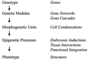 Genotype to Phenotype: Figure 8 from B. Hall (2003) 