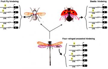 Evolution of hindwings: Mutations in regulatory genes change the shapes of insect hindwings