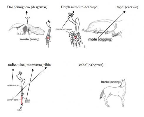 Homología de extremidades en vertebrados: Oso hormiguero, Topo, Caballo: (imagen creada por Jerry Carmesí Mann, y publicado bajo la licencia GFDL)
