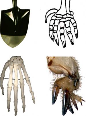 A shovel, a mole paw, a human hand, and a mole cricket forelimb: Which structures are homologous?  Which share functional constraints?
