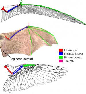 Pterosaur, bat, and bird wings: Pterosaurs, bats and birds produced wings with functionally similar shapes from a homologous organ (the forelimb) in three distinct ways.  The bones in each wing are homologous, but because the different arrangement of bones within the wing, the wing itself is independently derived within each group.  Image by J. Rosenau.
