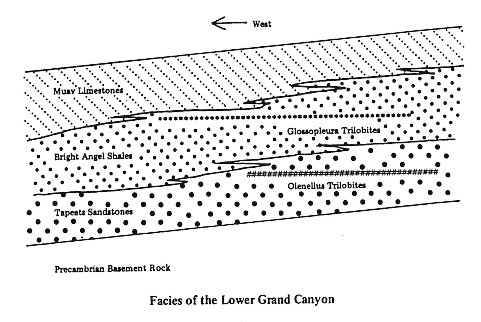 Facies of the Lower Grand Canyon: Thin, highly persistent layers of clay occur within Middle and Upper Ordovician limestones and shales along the miogeocline and adjacent platform. Although these beds are only a few centimeters thick, they can be traced for hundreds of kilometers from the shale into the limestone facies. Because they are independent of facies, they make excellent key beds for establishing correlations.