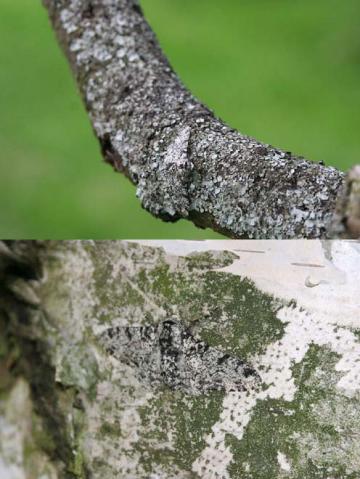 Peppered moths in situ: Peppered moths in their natural resting places on horizontal tree branches (above) and vertical tree trunks (below).  From figures 4 and 5 in Michael E. N. Majerus (2009), 