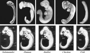 Yolked into it: Removing yolk from photographs of embryos makes them look much more like Haeckel's drawings.