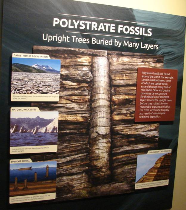 Figure 35. Polystrate fossil trees.