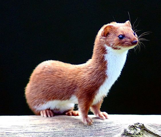 Keven Law, Least Weasel (Mustela nivalis) at the British Wildlife Centre, Surrey, England, via Wikimedia Commons. Licensed under the Creative Commons Attribution-Share Alike 2.0 Generic license https://creativecommons.org/licenses/by-sa/2.0/deed.en.