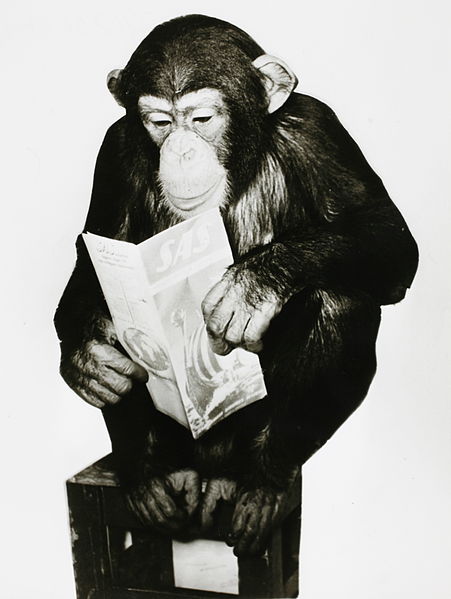 Chimpanzee reading a SAS brochure, Uno K. Gillström 1958, via Wikimedia Commons.
