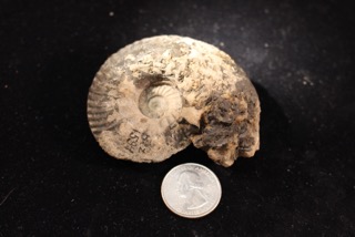 A fossil!