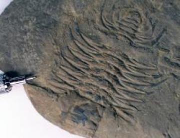 Trilobite: Olenoides serratus from the Burgess Shale. Note the dark lines extending from the shell; these are rarely-preserved soft tissues, an indication of the unique preservation conditions of the Burgess Shale. Photo by Steven Newton.