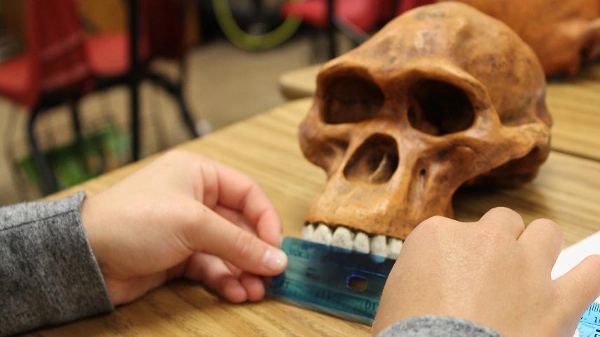 Measuring a hominid skull
