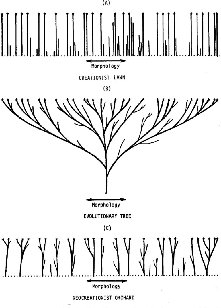 From Kurt Wise (1990) "Baraminology: A Young-Earth Creation Biosystematic Method," showing a creationist "lawn," a single tree of life, and the "neocreationist orchard"