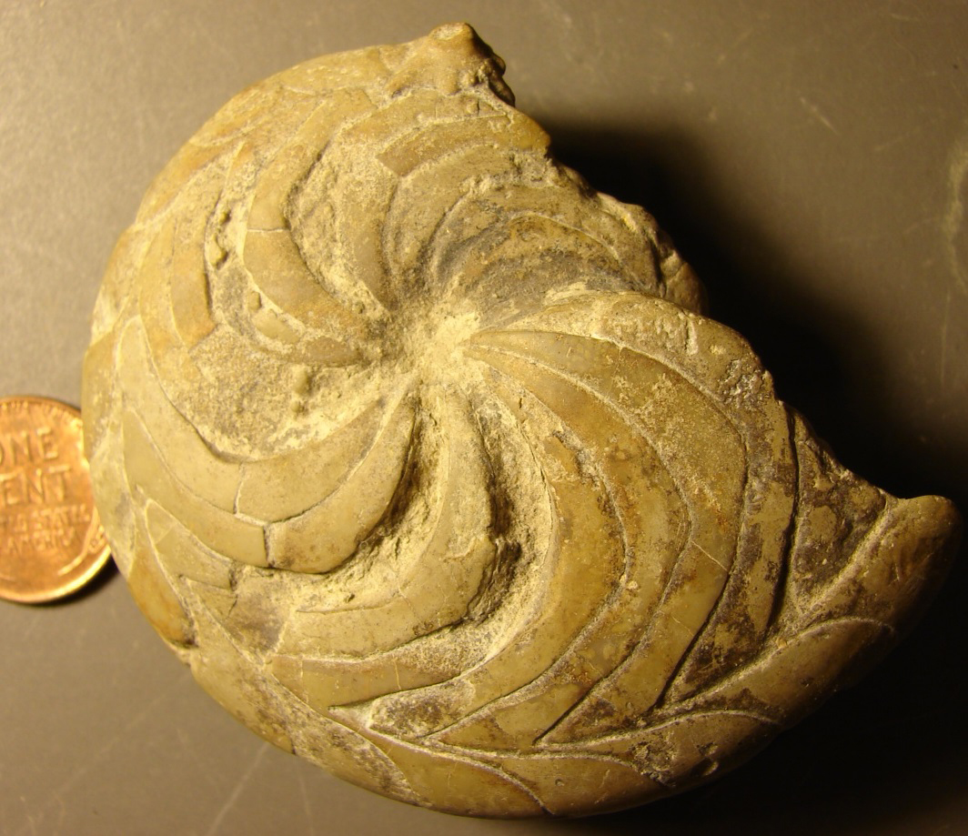 A fossil
