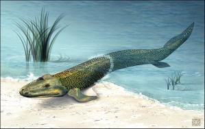 Tiktaalik roseae: Its wrist configuration allowed it to "do a pushup." Image from WikiCommons.