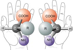 Left-Right Chirality:  Image from WikiCommons [http://commons.wikimedia.org/wiki/Image:Chirality_with_hands.jpg]