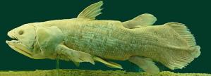 Coelacanth: a "living fossil." Image from WikiCommons. 
