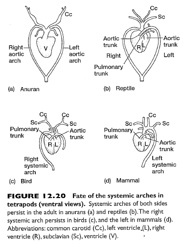 what evolutionary trends are shown by aortic arches