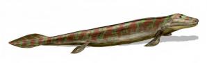 Tiktaalik roseae: a transitional fossil. Image from WikiCommons.
