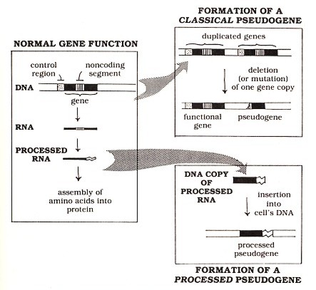 Figure 1: How genes function normally and how they give rise to pseudogenes