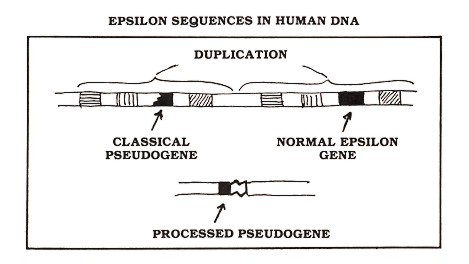 Figure 2: The human gene encoding the kind of antibody protein known as epsilon (black rectangle) gave rise to two pseudogenes&mdash;one classical and one processed. Both of these useless sequences are present in essentially every cell of your body