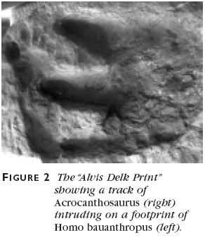 Figure 2: The Alvis Delk Print showing a track of Acrocanthosaurus (right) intruding on a footprint of Homo bauanthropus (left).