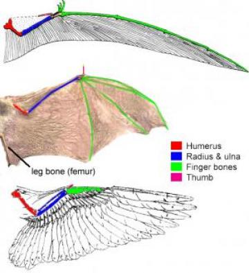 Wing morphology: Pterosaurs, bats and birds produced wings with functionally similar shapes from a homologous organ (the forelimb) in three distinct ways.  The bones in each wing are homologous, but because the different arrangement of bones within the wing, the wing itself is independently derived within each group.  Image by J. Rosenau.